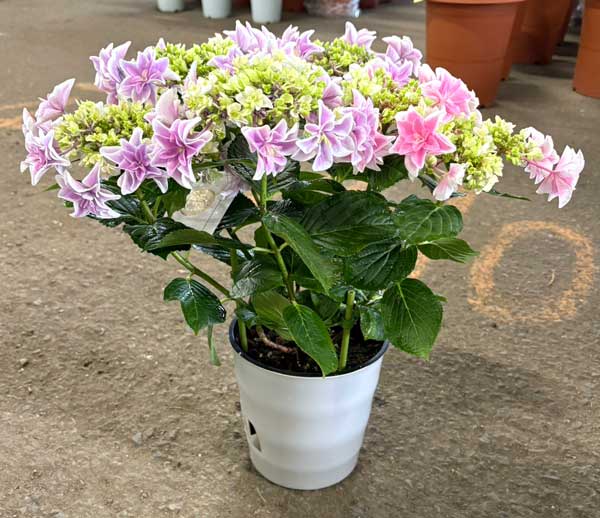 アジサイ：獅子王（シシオウ）2色植え6号鉢植え