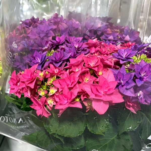 アジサイ：フランシー2色植え6号鉢植え