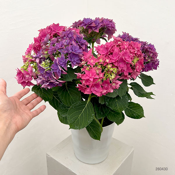 園芸ネット本店｜（わけあり特価）アジサイ：フランシー2色植え6号