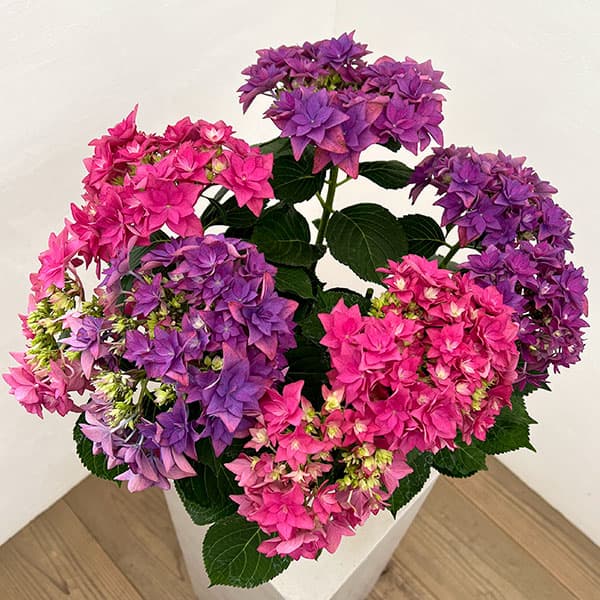 (わけあり特価)アジサイ:フランシー2色植え6号鉢植え