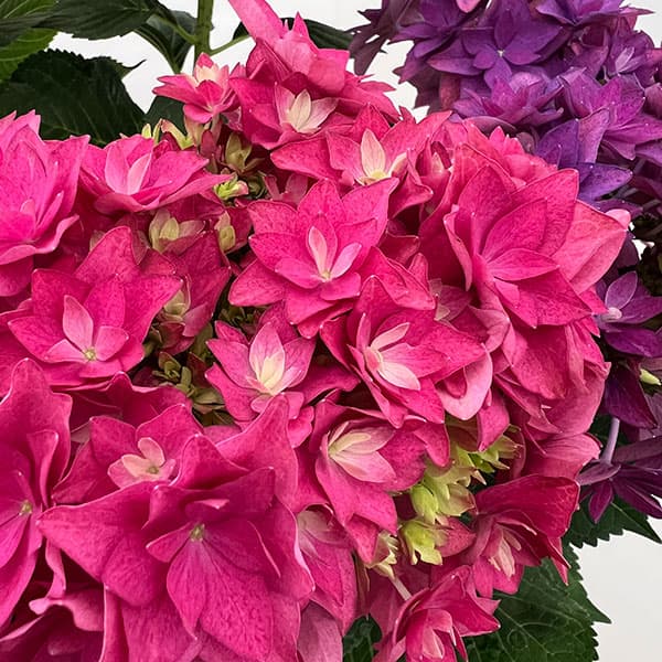 (わけあり特価)アジサイ:フランシー2色植え6号鉢植え
