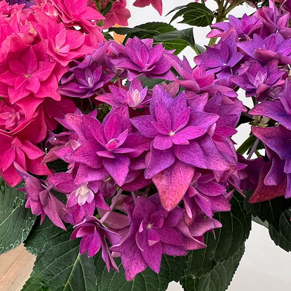 (わけあり特価)アジサイ:フランシー2色植え6号鉢植え