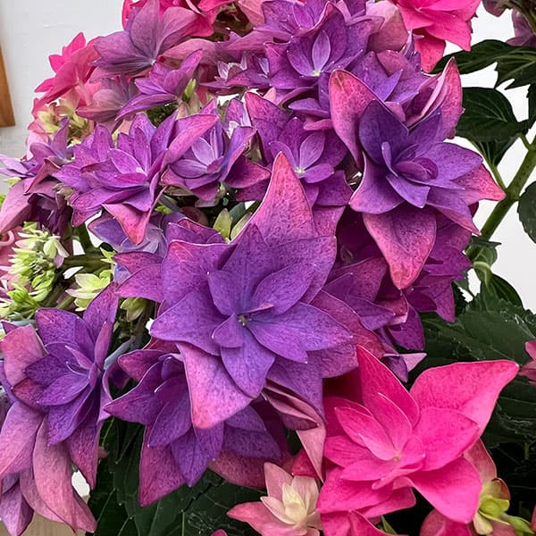 (わけあり特価)アジサイ:フランシー2色植え6号鉢植え