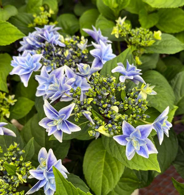 アジサイ：日和（ひより）ブルー5号鉢植え