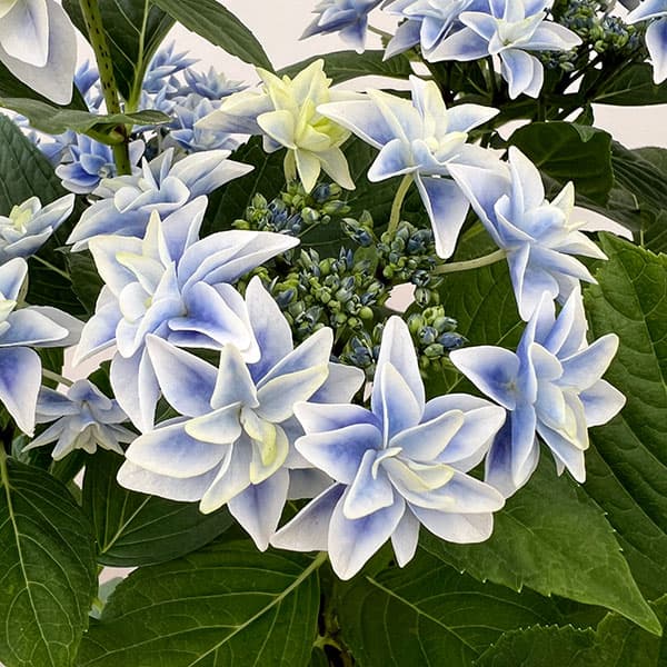 (わけあり特価)アジサイ:日和(ひより)ブルー5号鉢植え