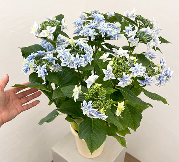 (わけあり特価)アジサイ:日和(ひより)ブルー5号鉢植え
