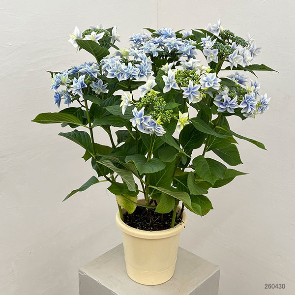 アジサイ:日和(ひより)ブルー5号鉢植え