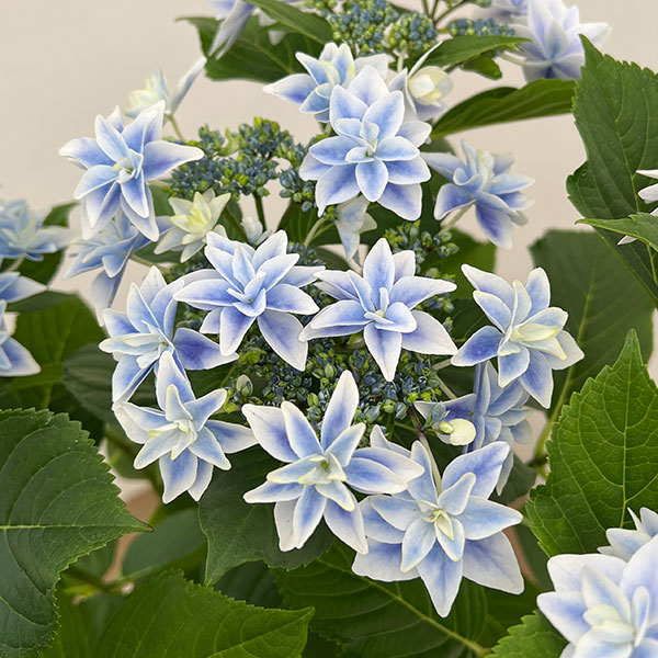アジサイ:日和(ひより)ブルー5号鉢植え