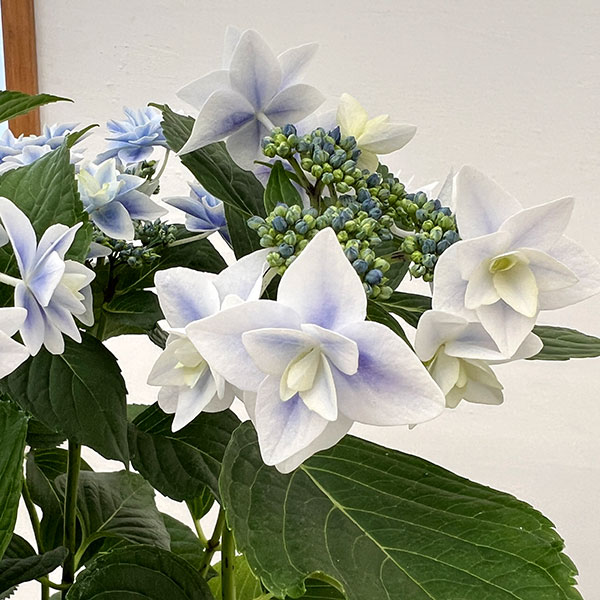 アジサイ:日和(ひより)ブルー5号鉢植え