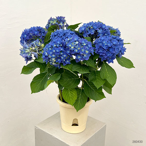 アジサイ:瑠璃毬(るりまり)ブルー5号鉢植え