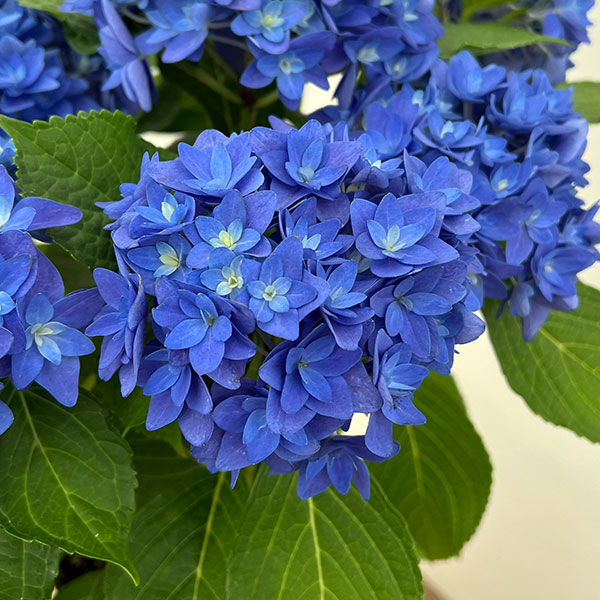 アジサイ:瑠璃毬(るりまり)ブルー5号鉢植え