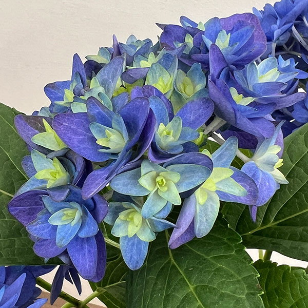 アジサイ:瑠璃毬(るりまり)ブルー5号鉢植え