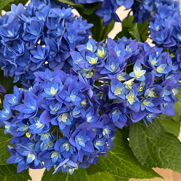 アジサイ:瑠璃毬(るりまり)ブルー5号鉢植え