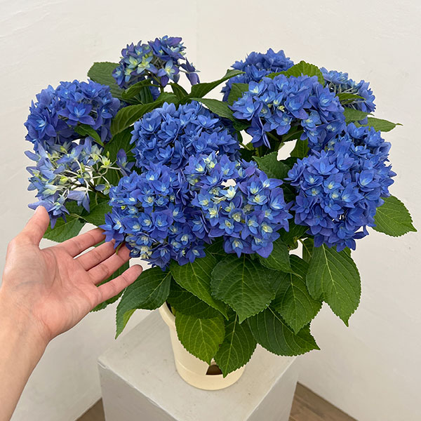 アジサイ:瑠璃毬(るりまり)ブルー5号鉢植え