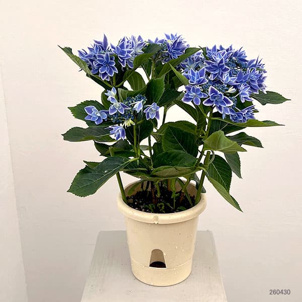 アジサイ：流星ブルー5号鉢植え