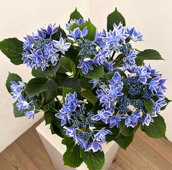 アジサイ：流星ブルー5号鉢植え