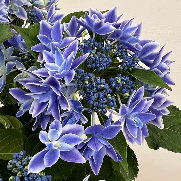 アジサイ：流星ブルー5号鉢植え