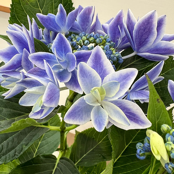 アジサイ:流星(りゅうせい)ブルー5号鉢植え