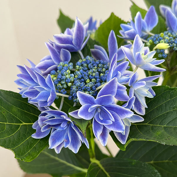 アジサイ:流星(りゅうせい)ブルー5号鉢植え