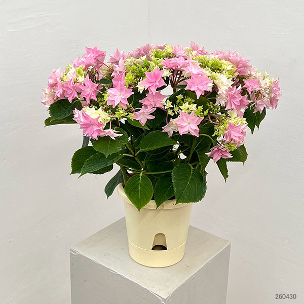 (わけあり特価)アジサイ:和(なごみ)ピンク 5号鉢植え*
