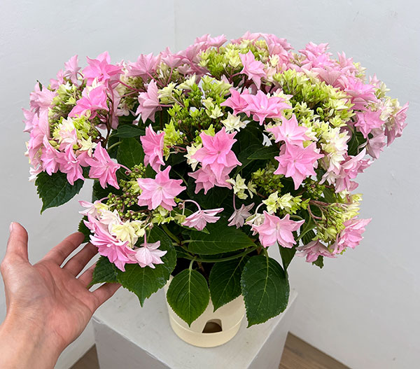 (わけあり特価)アジサイ:和(なごみ)ピンク 5号鉢植え*