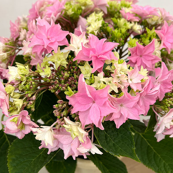 (わけあり特価)アジサイ:和(なごみ)ピンク 5号鉢植え(開花終了株)