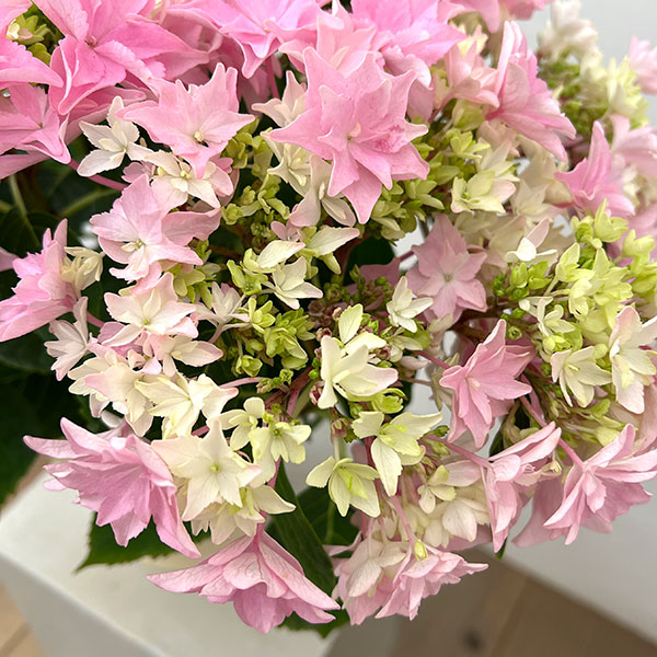 (わけあり特価)アジサイ:和(なごみ)ピンク 5号鉢植え(開花終了株)
