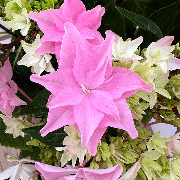 (わけあり特価)アジサイ:和(なごみ)ピンク 5号鉢植え(開花終了株)