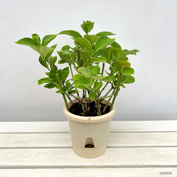 (わけあり特価)アジサイ:和(なごみ)ピンク 5号鉢植え(開花終了株)