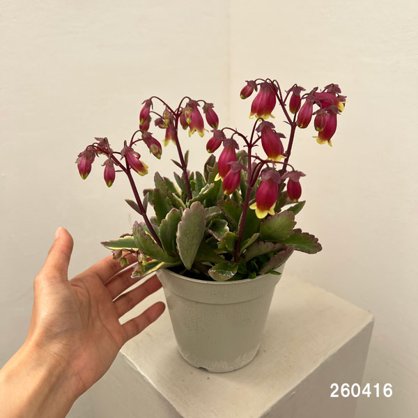 カランコエ：ウェンディ（斑入り葉）4.5号鉢植え