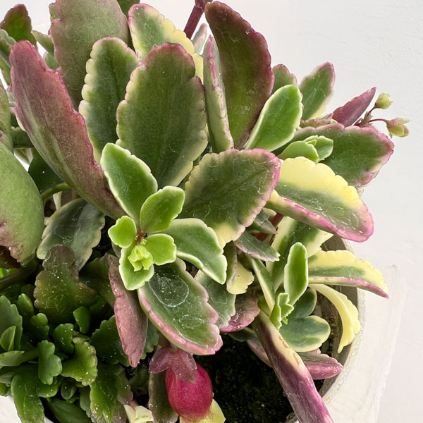 カランコエ：ウェンディ（斑入り葉）4.5号鉢植え