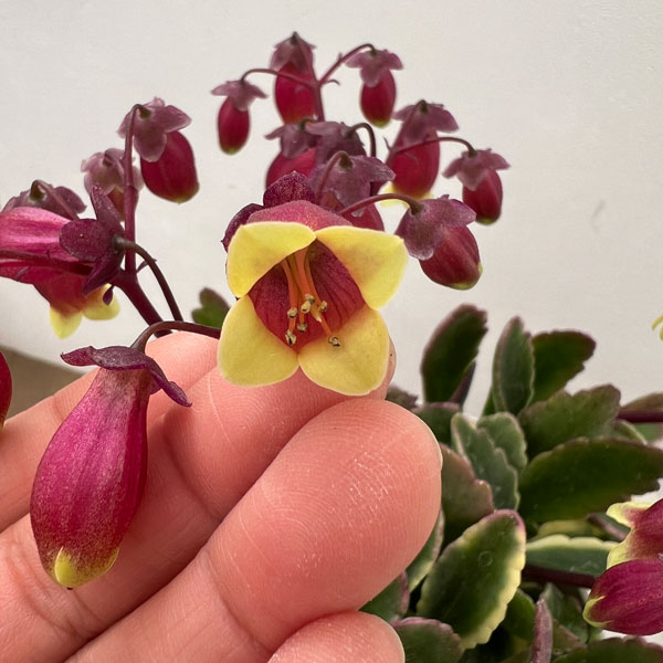 カランコエ：ウェンディ（斑入り葉）4.5号鉢植え