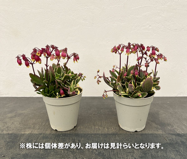 カランコエ：ウェンディ（斑入り葉）4.5号鉢植え