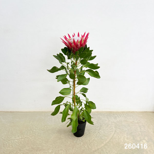 プロテア：フロステッドキング　5号鉢植え