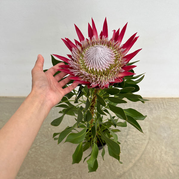 プロテア：フロステッドキング　5号鉢植え