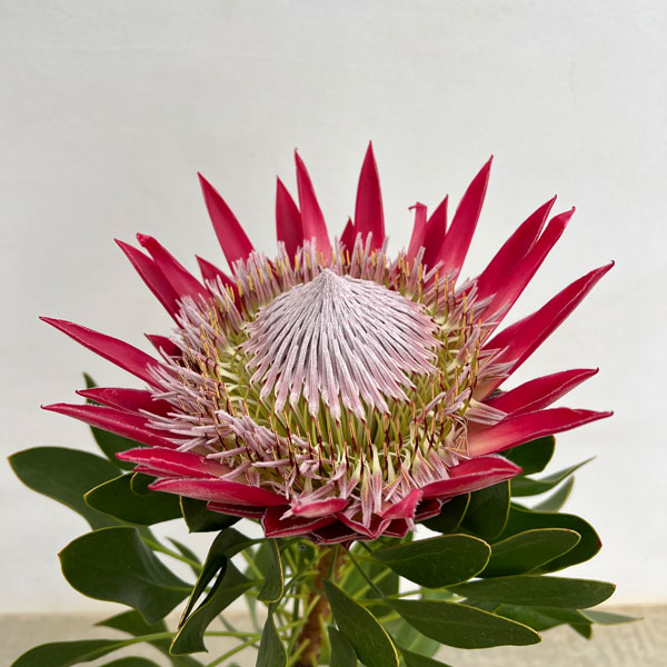 プロテア：フロステッドキング　5号鉢植え