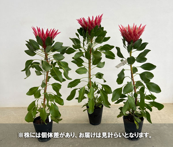 プロテア：フロステッドキング　5号鉢植え