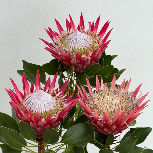 プロテア：フロステッドキング　5号鉢植え