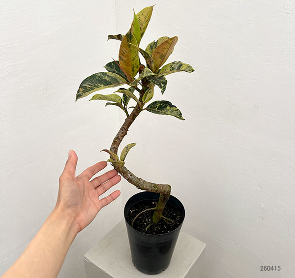 フィカス:ジン(曲げ仕立て) 5号鉢植え*