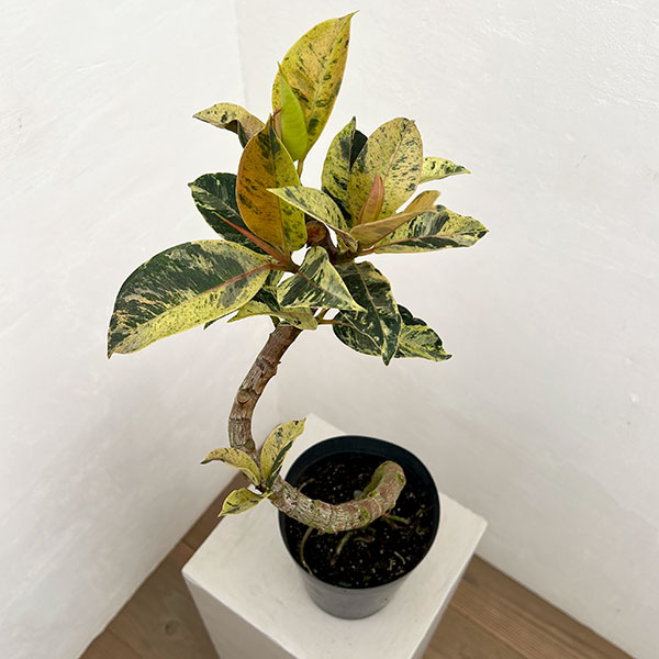 フィカス:ジン(曲げ仕立て) 5号鉢植え*