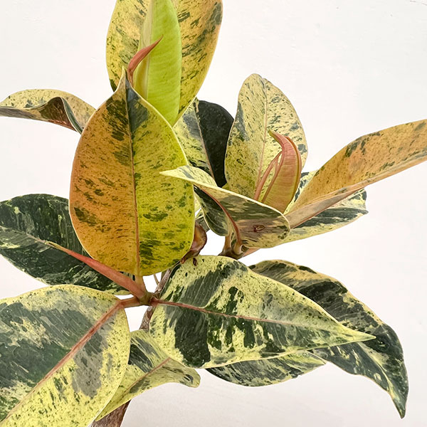 フィカス:ジン(曲げ仕立て) 5号鉢植え*