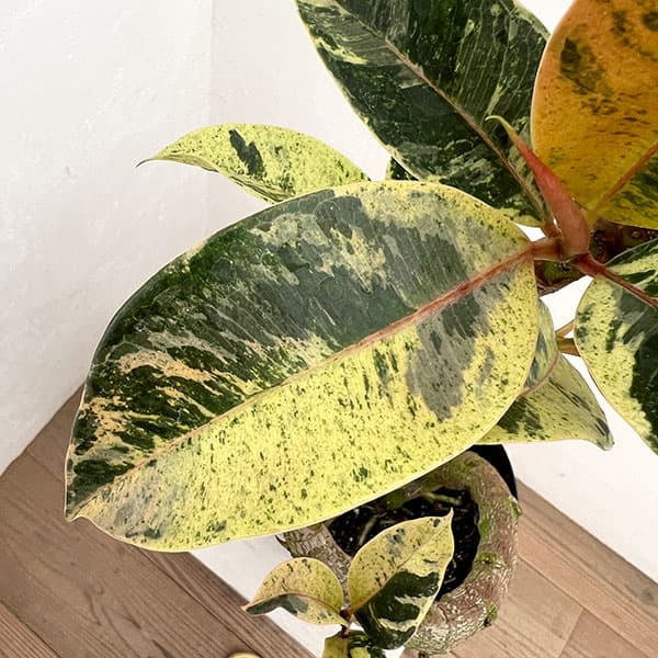 フィカス:ジン(曲げ仕立て) 5号鉢植え*