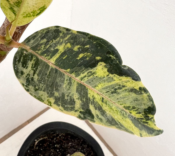 フィカス:ジン(曲げ仕立て) 5号鉢植え*