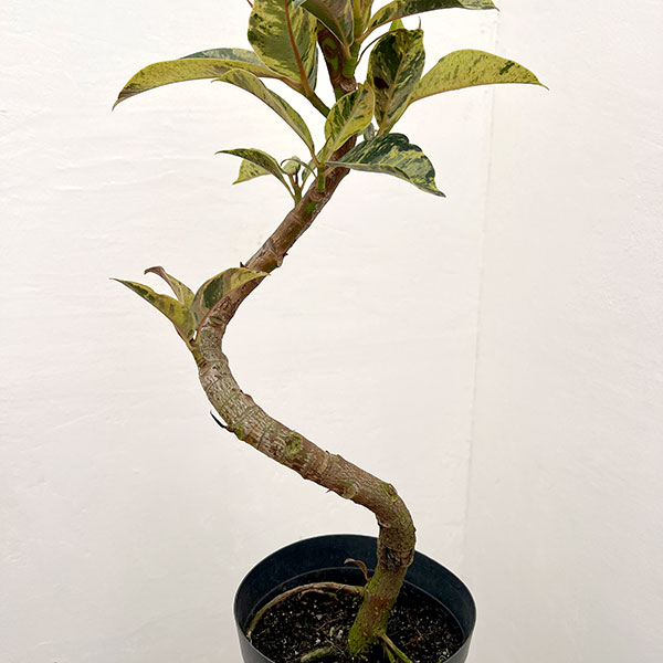 フィカス:ジン(曲げ仕立て) 5号鉢植え*