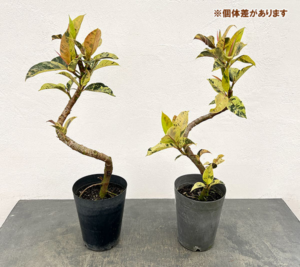 フィカス:ジン(曲げ仕立て) 5号鉢植え*