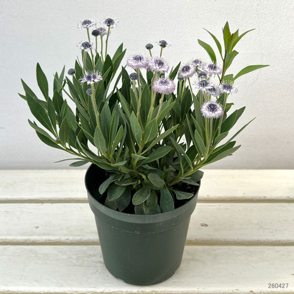 ルリカンザシ（瑠璃かんざし・グロブラリア）：ブルーアイ5鉢植え