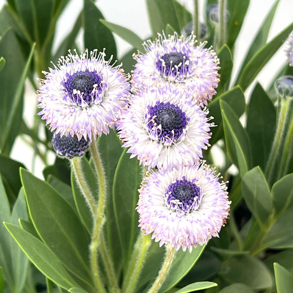 ルリカンザシ（瑠璃かんざし・グロブラリア）：ブルーアイ5鉢植え