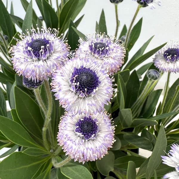 ルリカンザシ（瑠璃かんざし・グロブラリア）：ブルーアイ5鉢植え