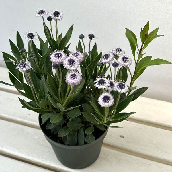 ルリカンザシ（瑠璃かんざし・グロブラリア）：ブルーアイ5鉢植え