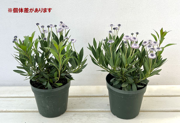 ルリカンザシ（瑠璃かんざし・グロブラリア）：ブルーアイ5鉢植え